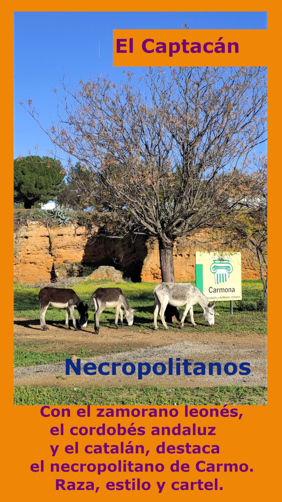 Judecable (2)   copia