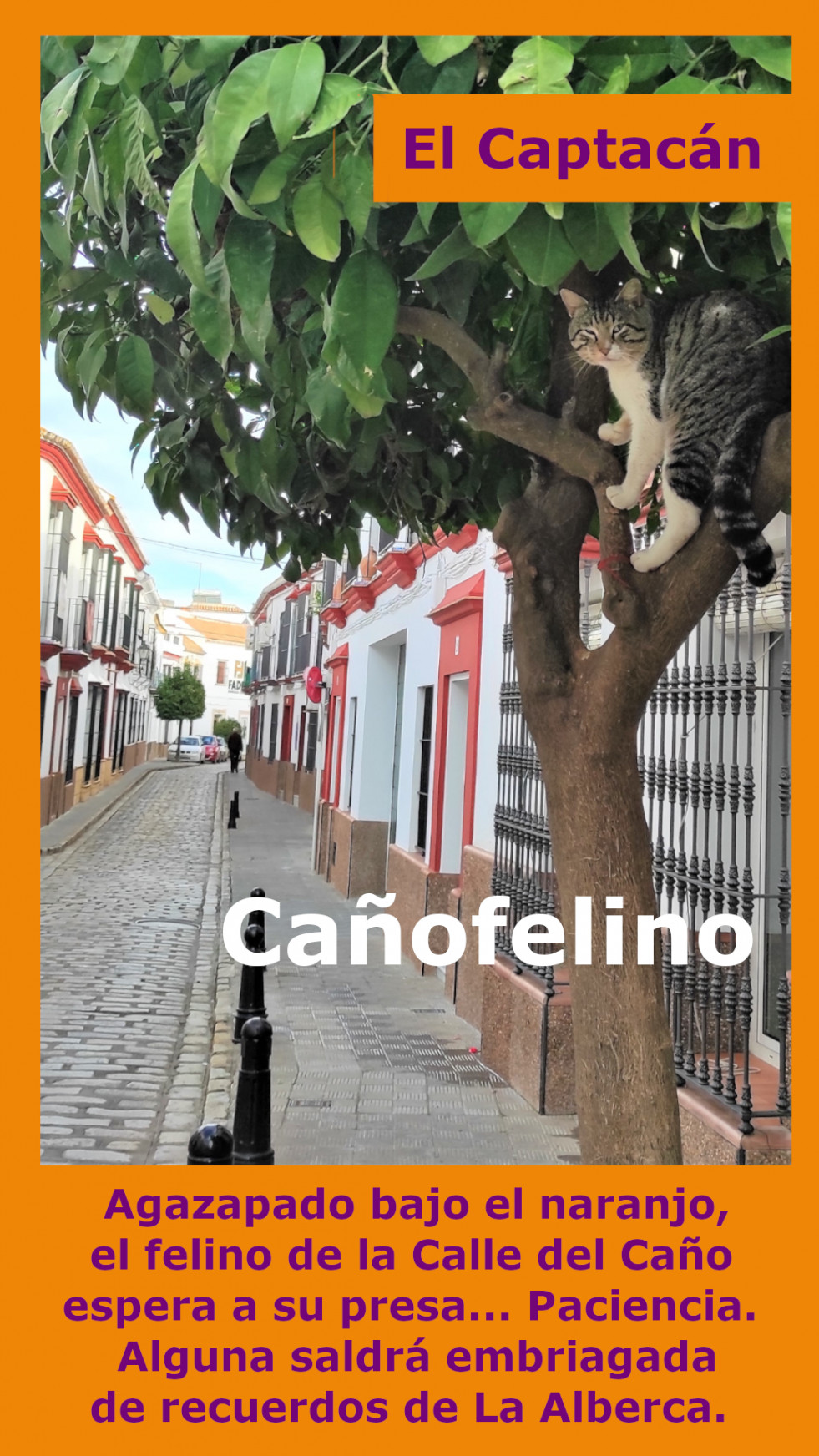 Gato 2