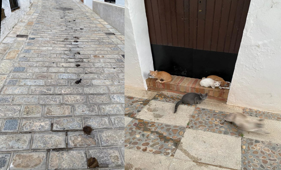 Gatos1