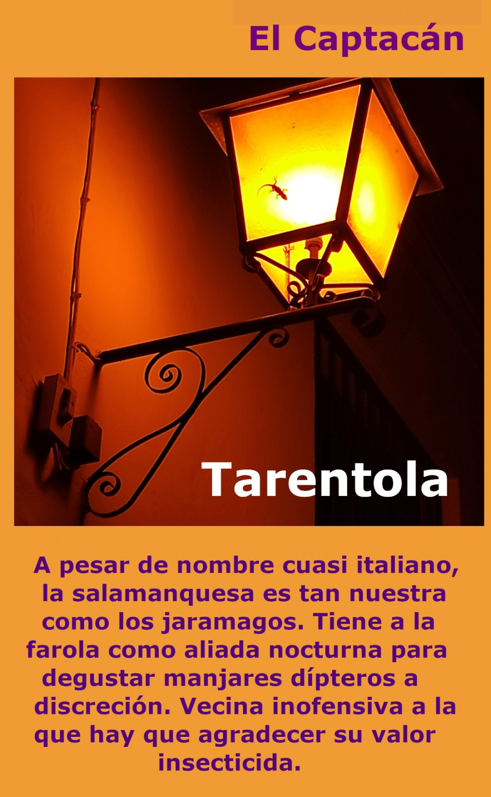 Tarentola