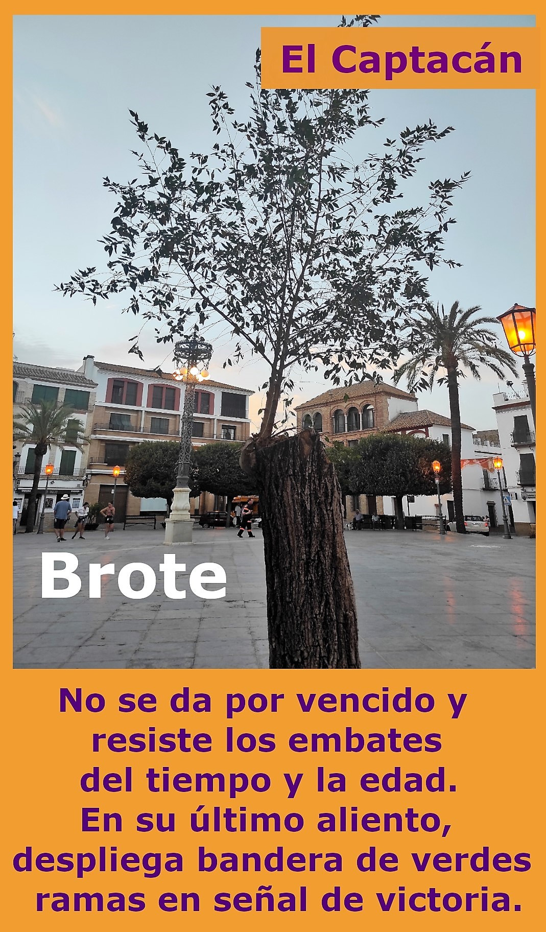 Brote