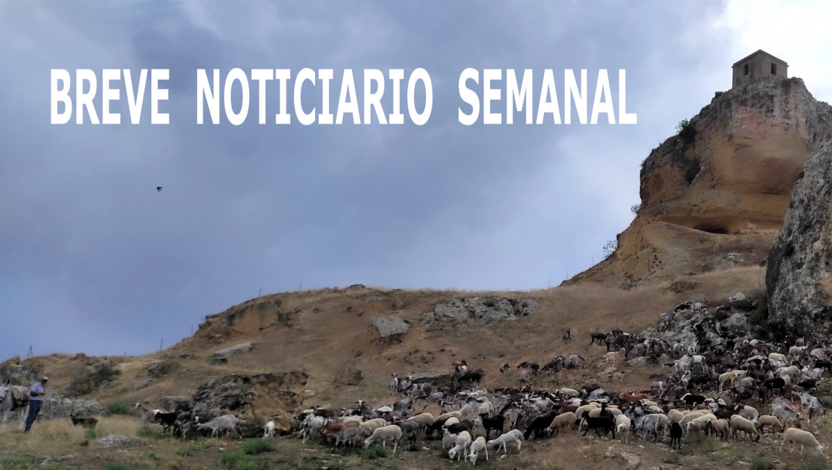 Hoy