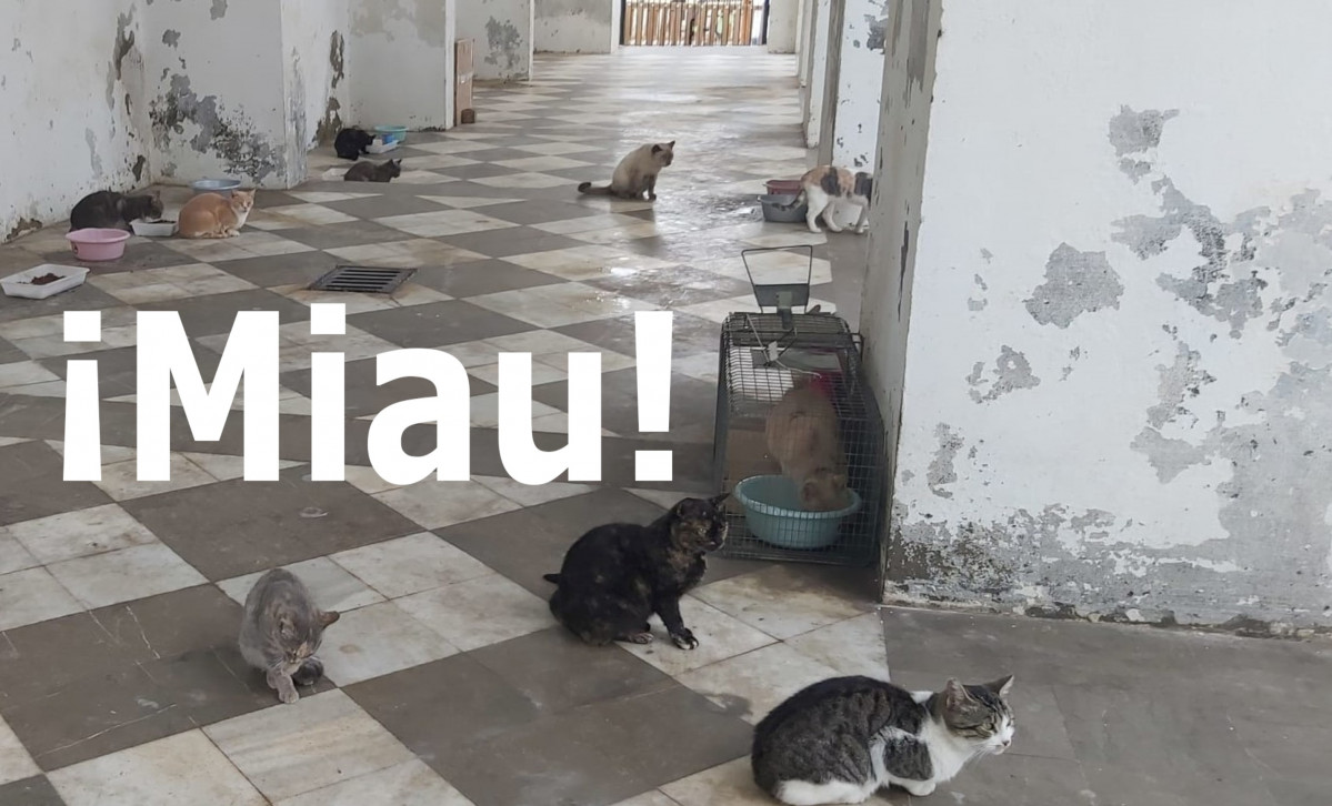 Miau1