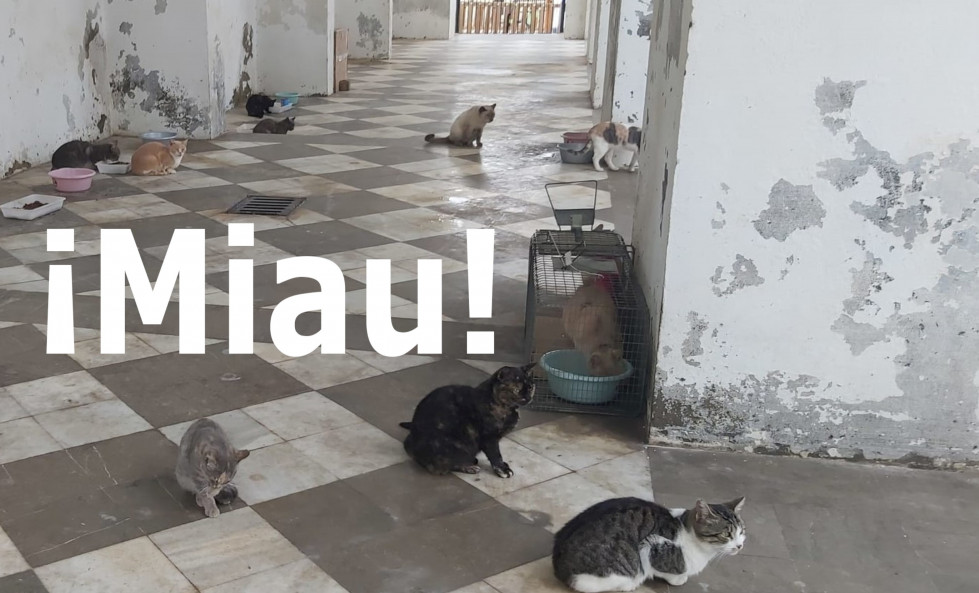 Miau1