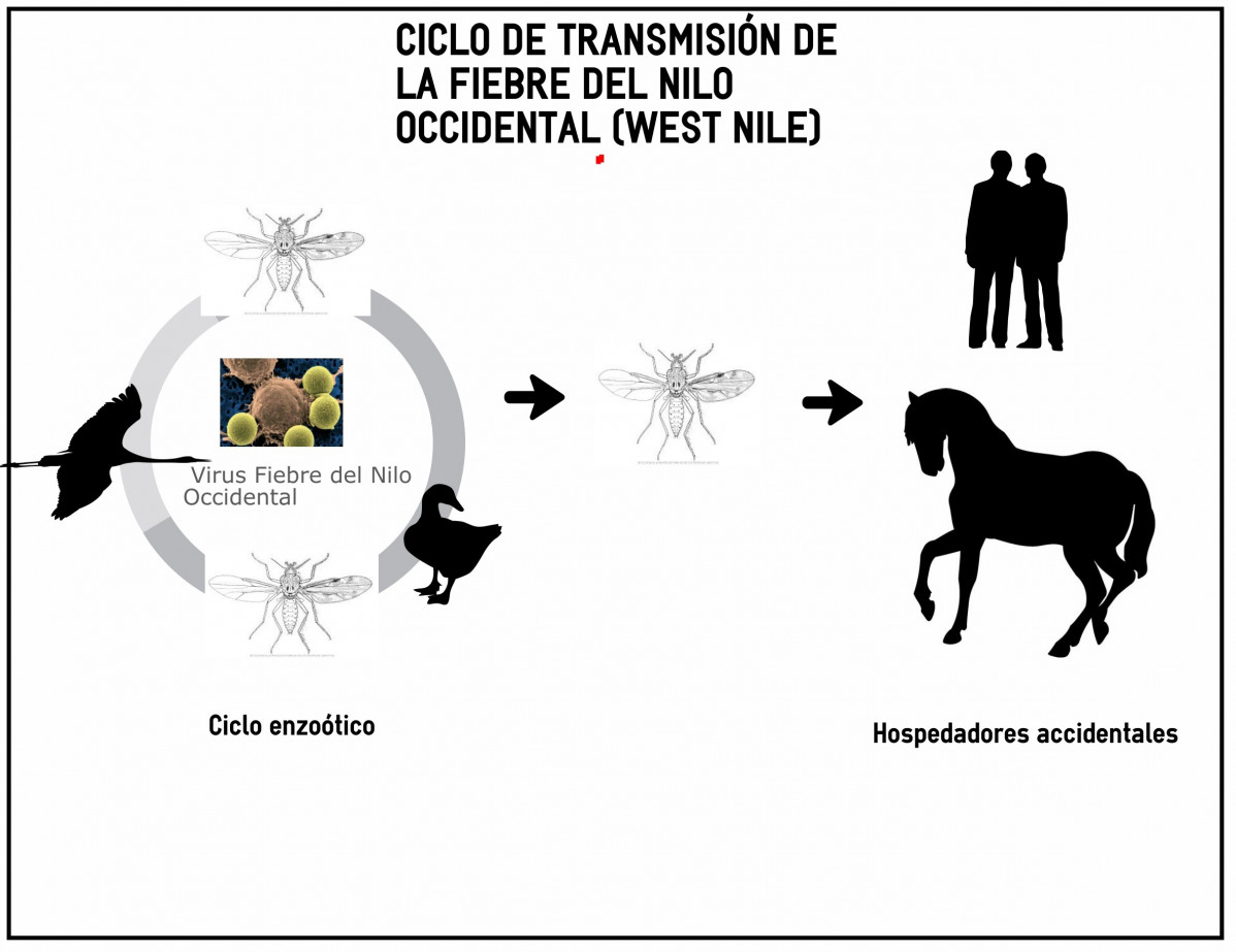 Con1