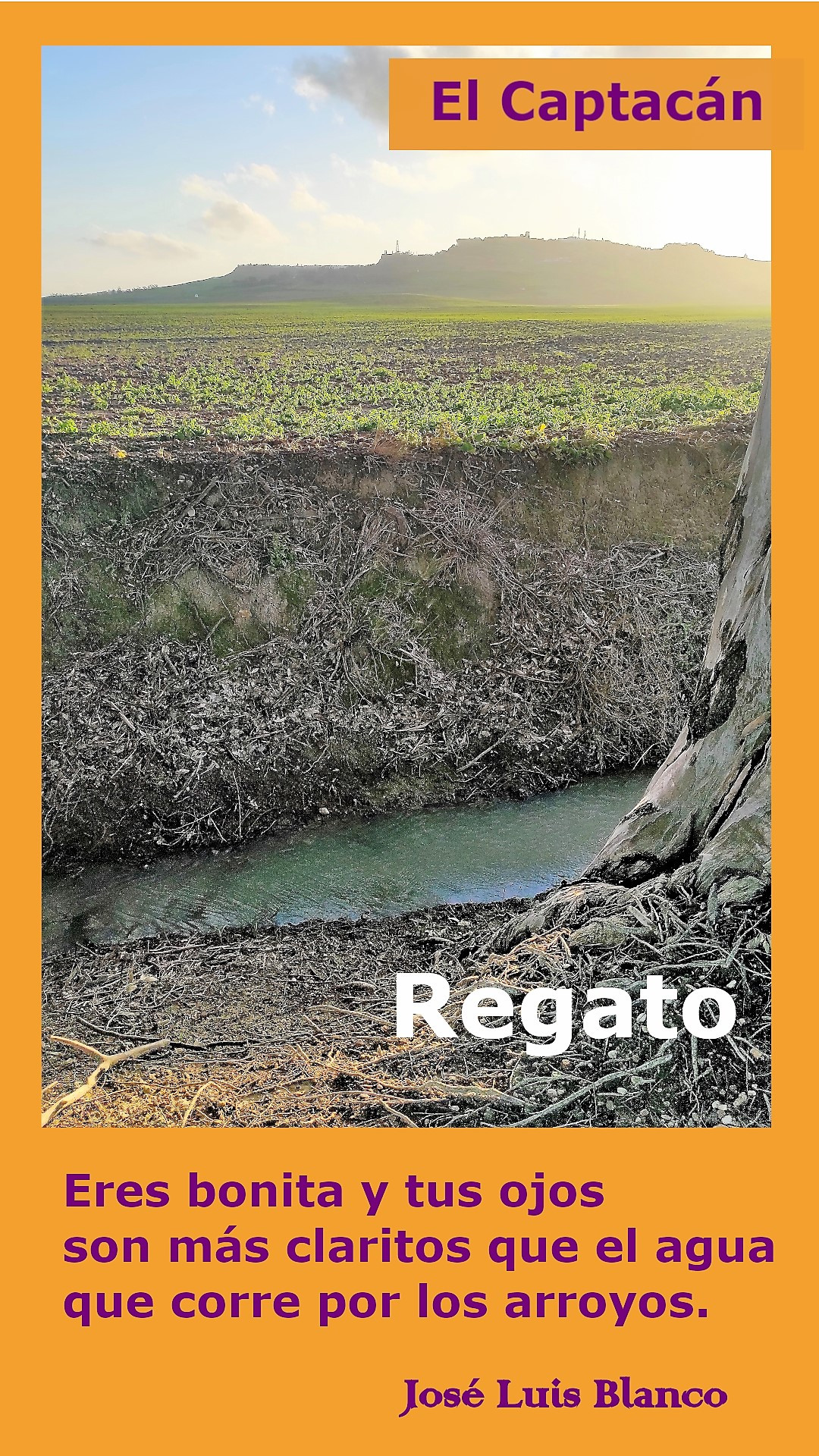 Regato
