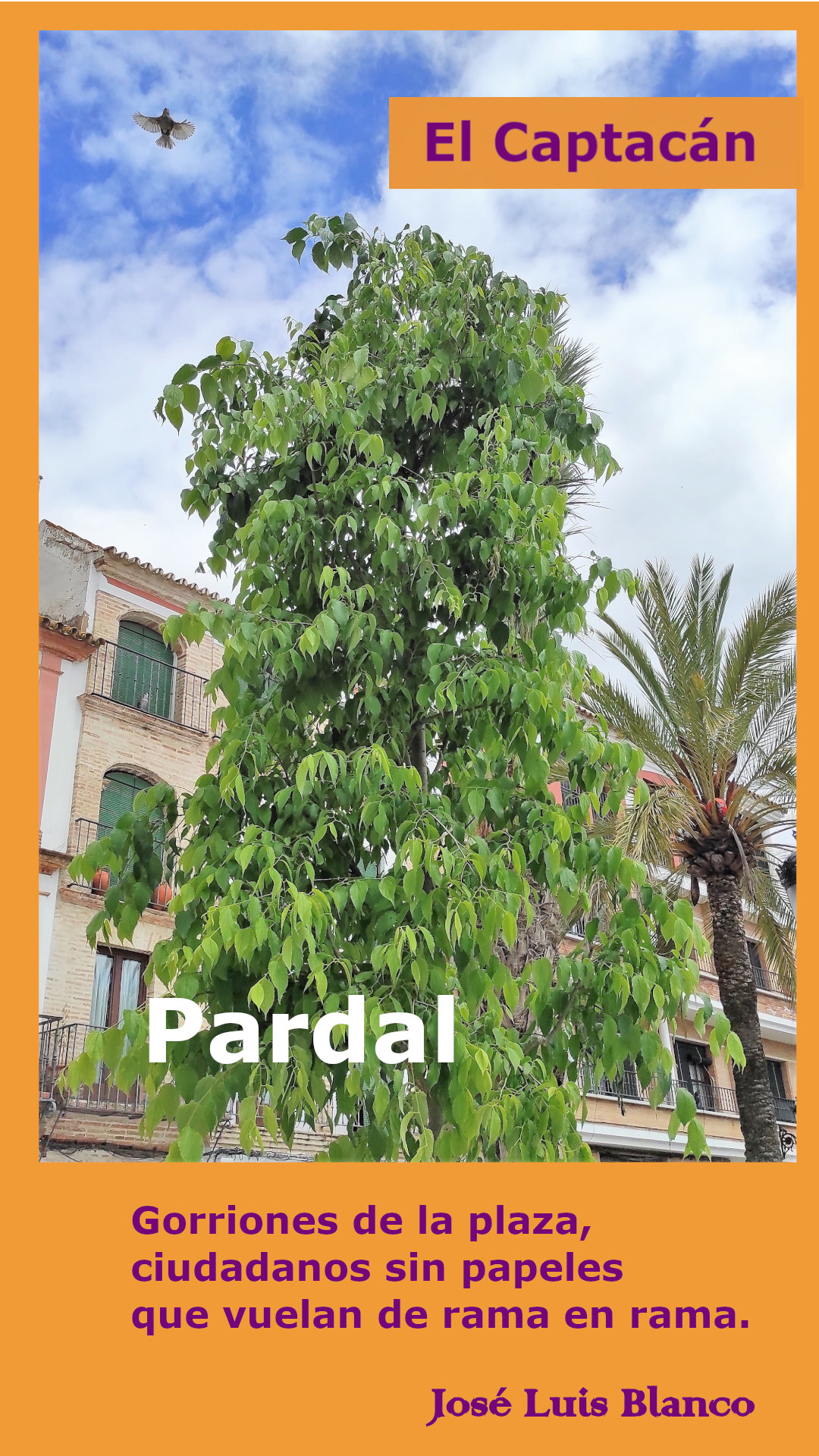 Pardal