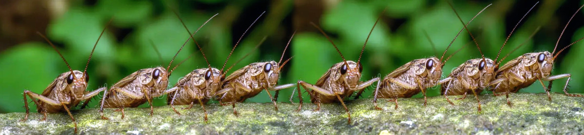 GRi
